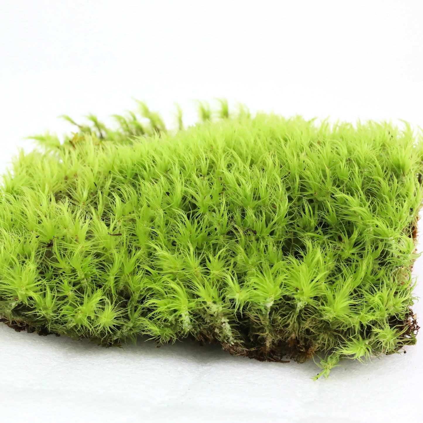 Mossify Mood Moss Live