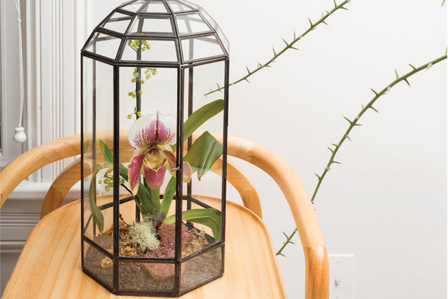 Aviator Terrarium