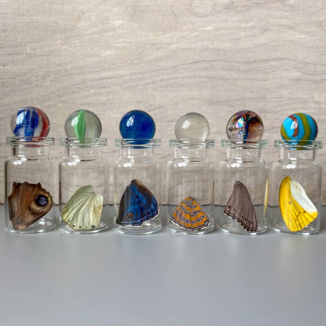 Curiosities | XS Butterfly Wing Specimen