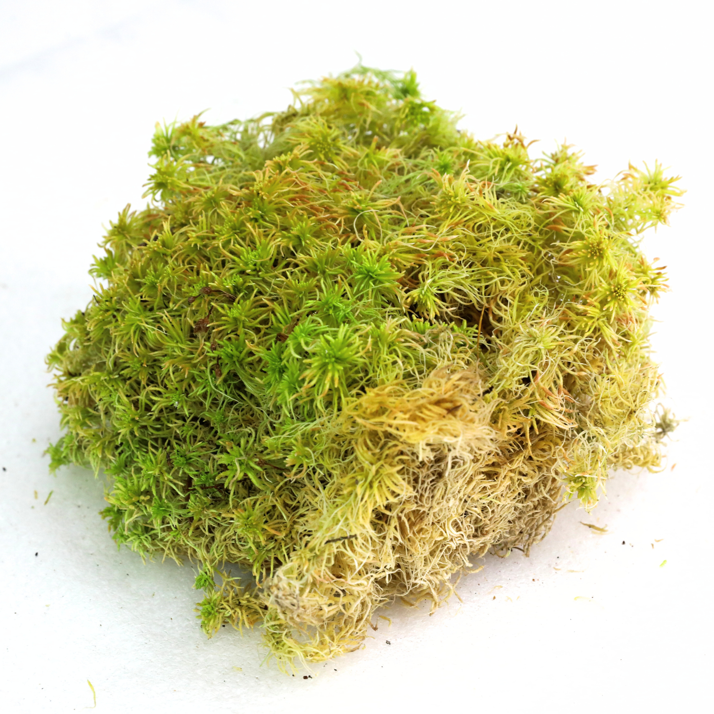 Mossify Sphagnum Moss Live