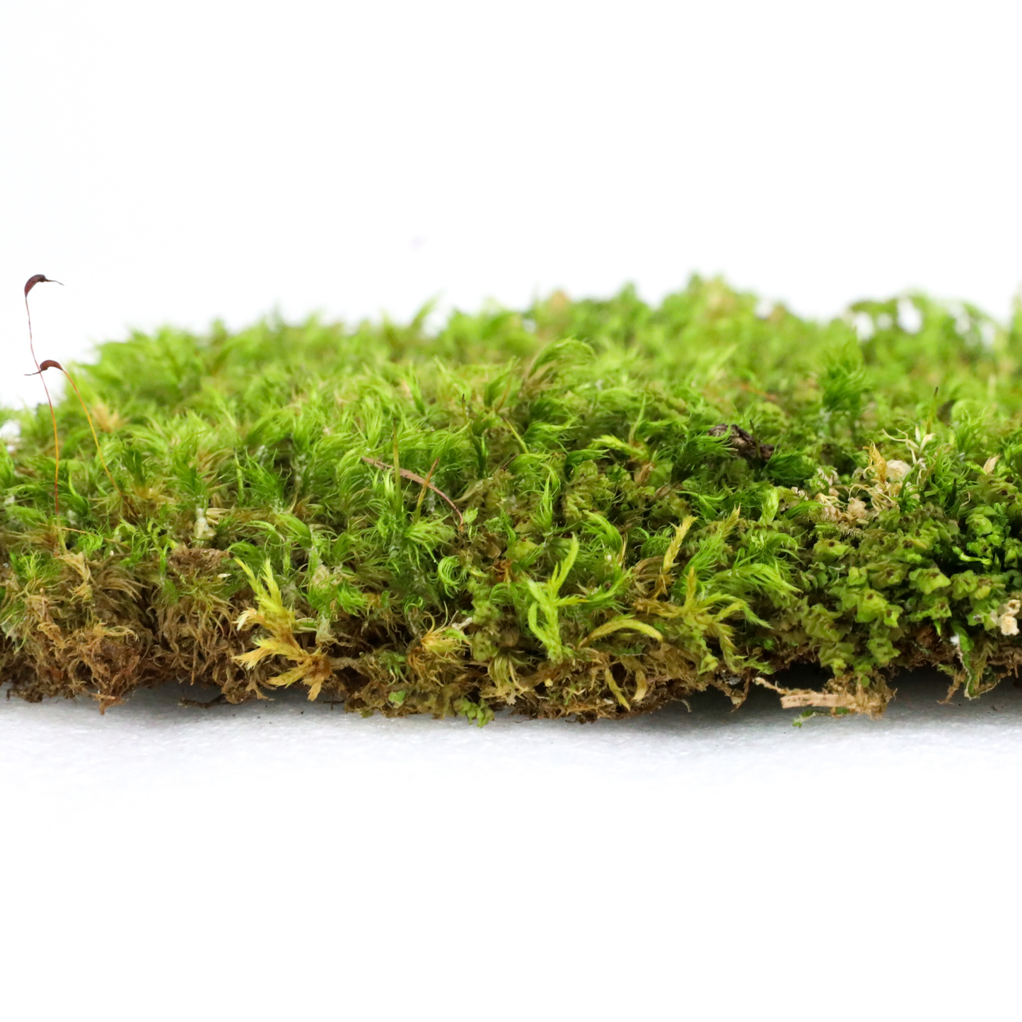 Mossify Mood Moss Live