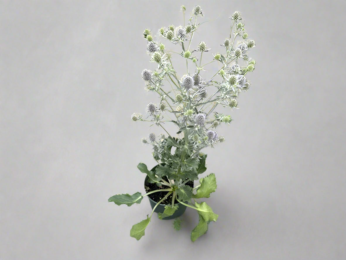 Sea Holly Eryngium blue glitter | Garden Seedling 6"