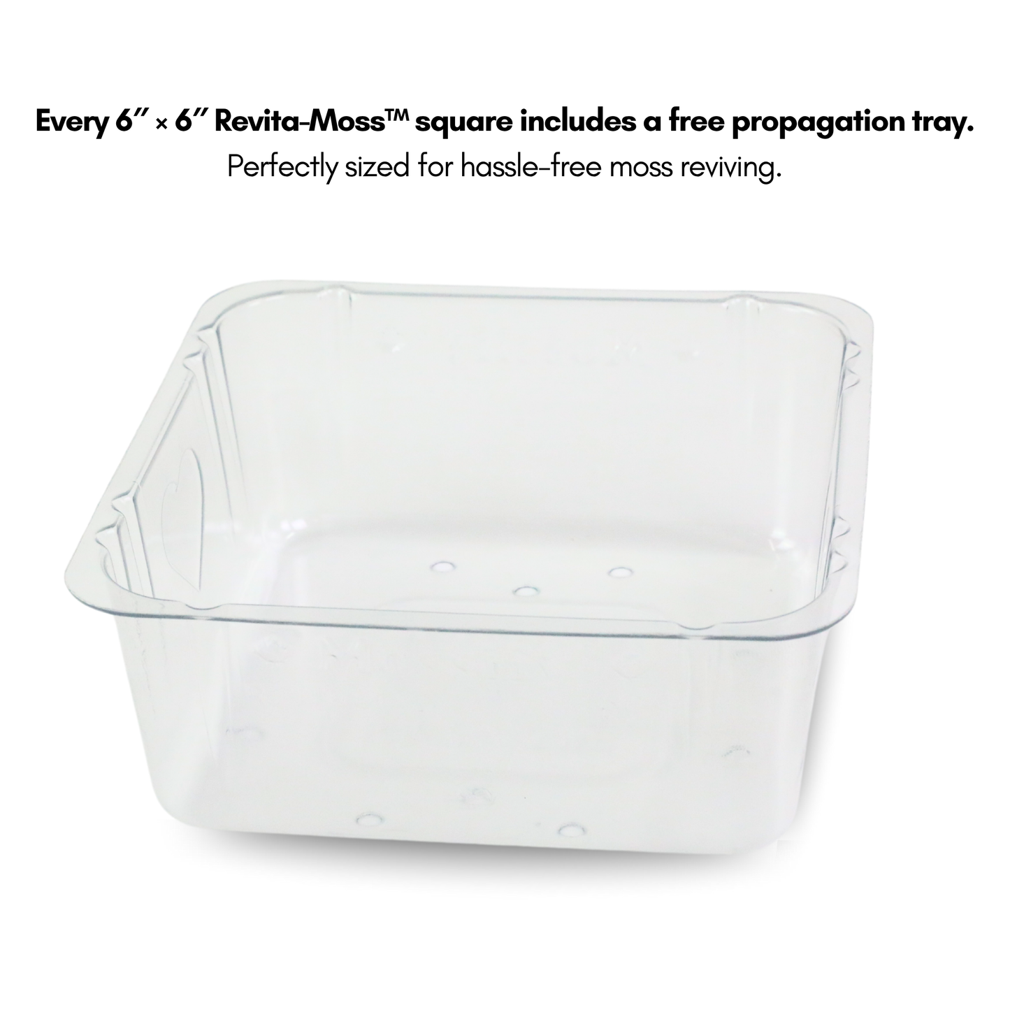 Mossify Revita-Moss 4 Pack Live