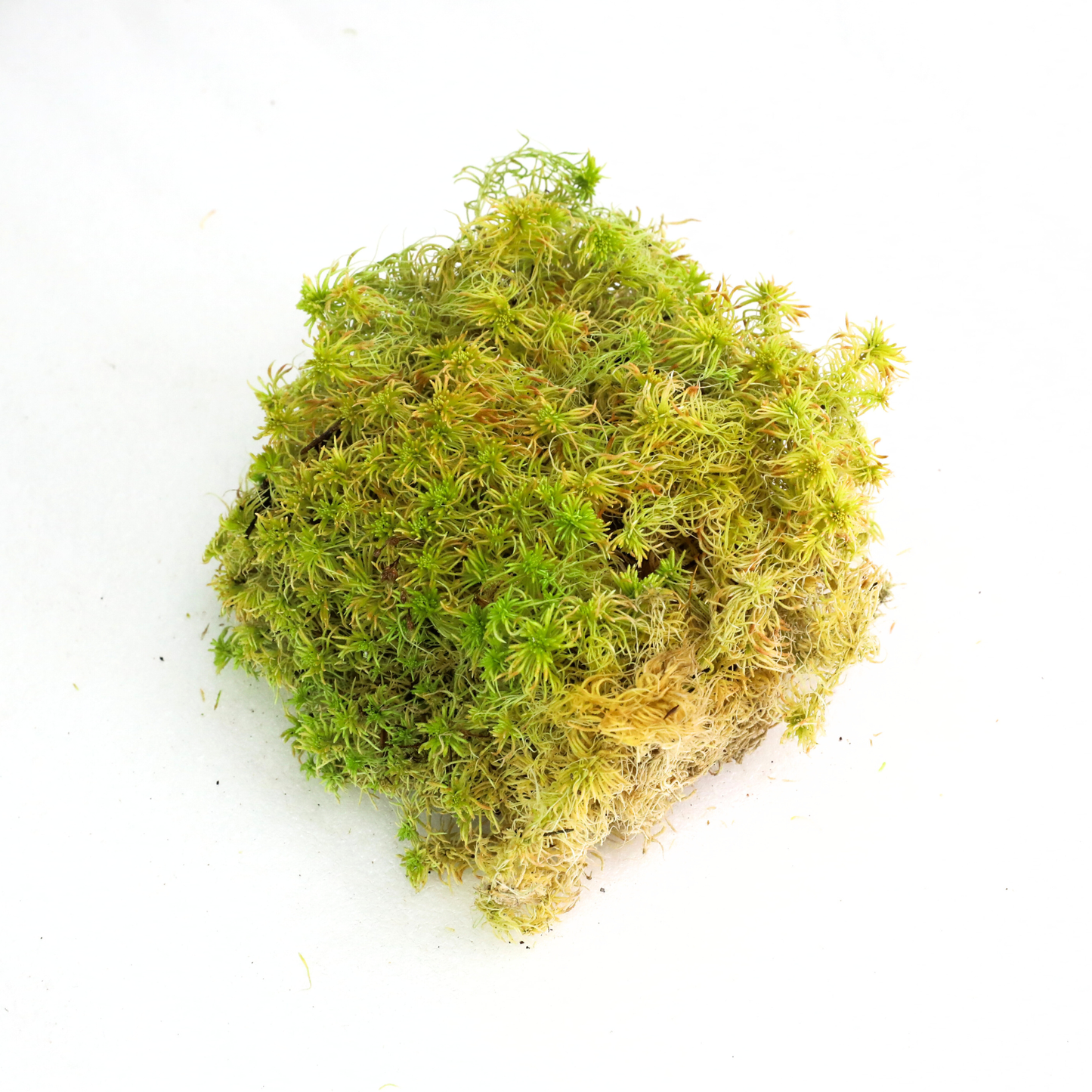 Mossify Sphagnum Moss Live
