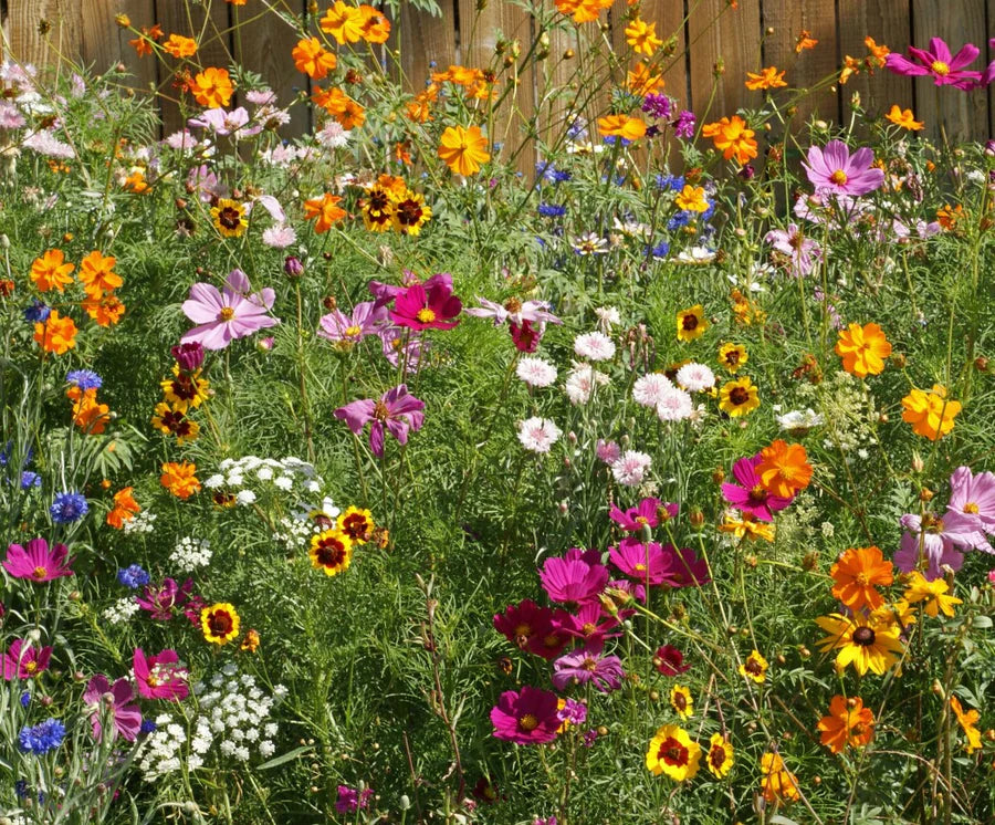 Seeds | Cutlfower Blend