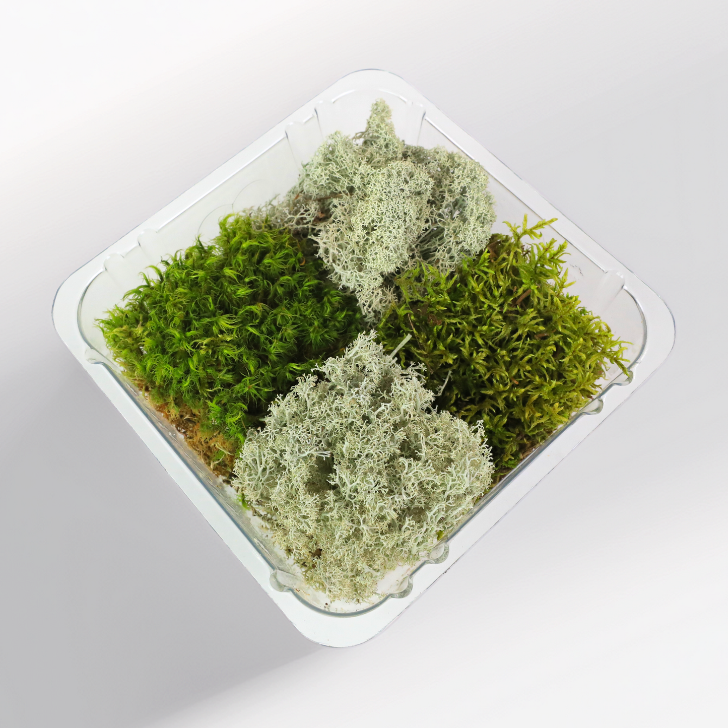 Mossify Revita-Moss 4 Pack Live