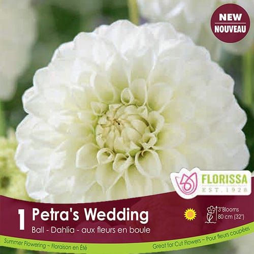 Dahlia Tubers | Petra's Wedding