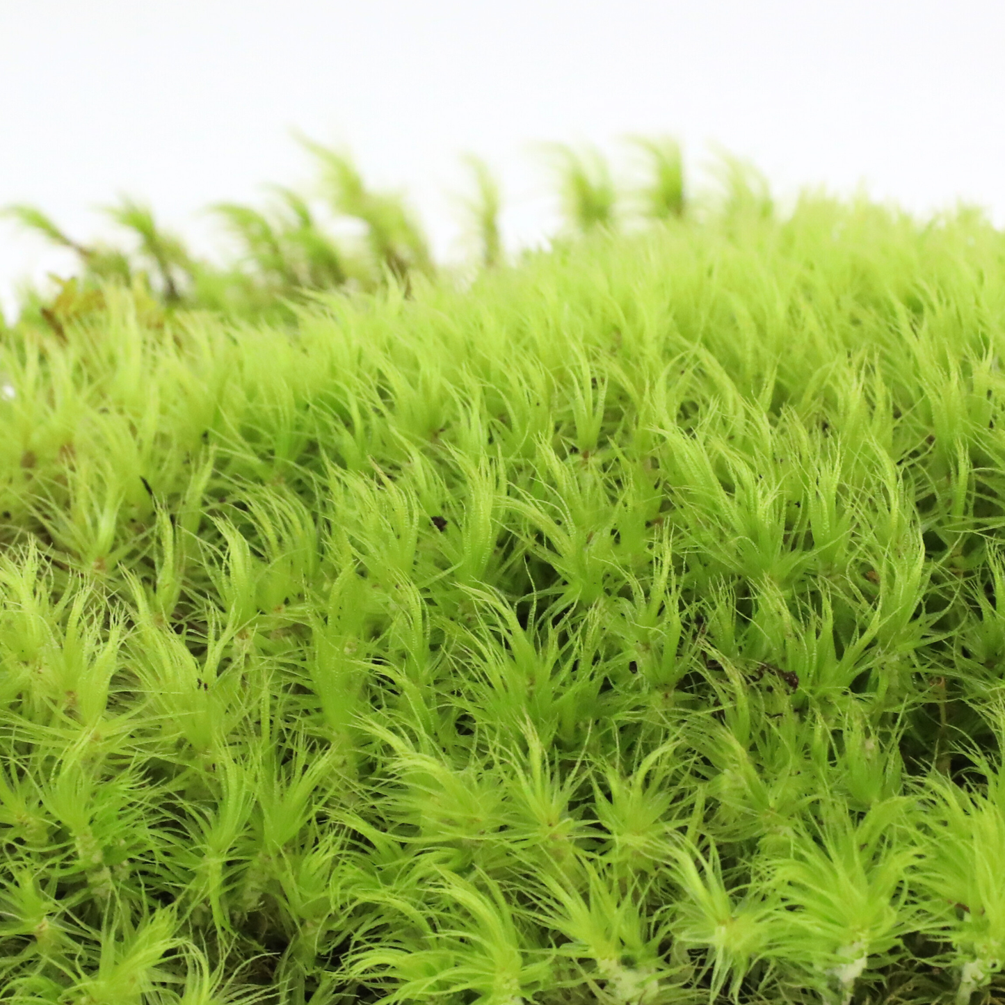 Mossify Mood Moss Live