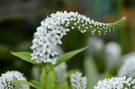 Loosestrife | Garden Seedling