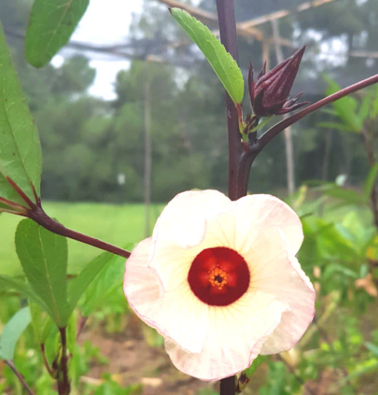 Tarot Card Seeds | Thai Red Roselle Hibiscus