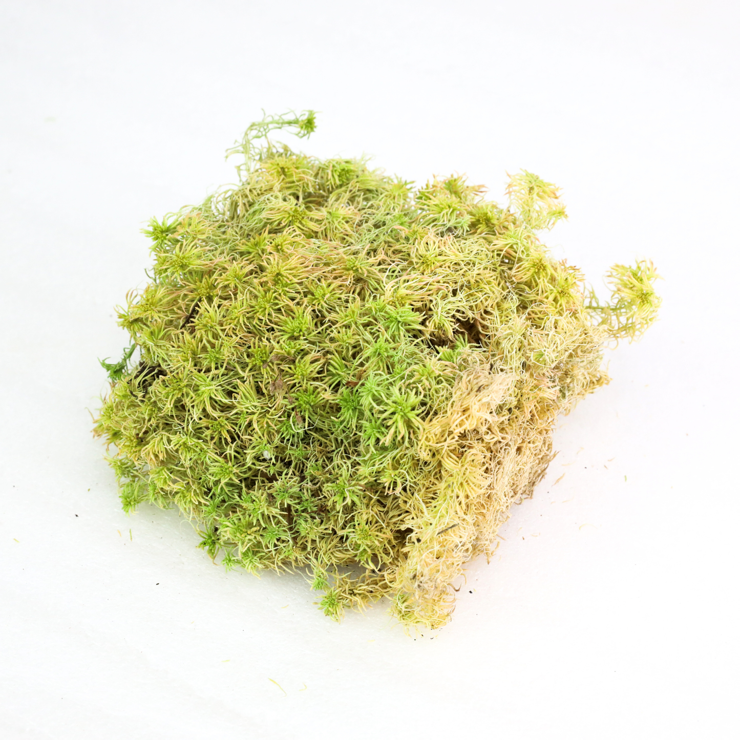 Mossify Sphagnum Moss Live
