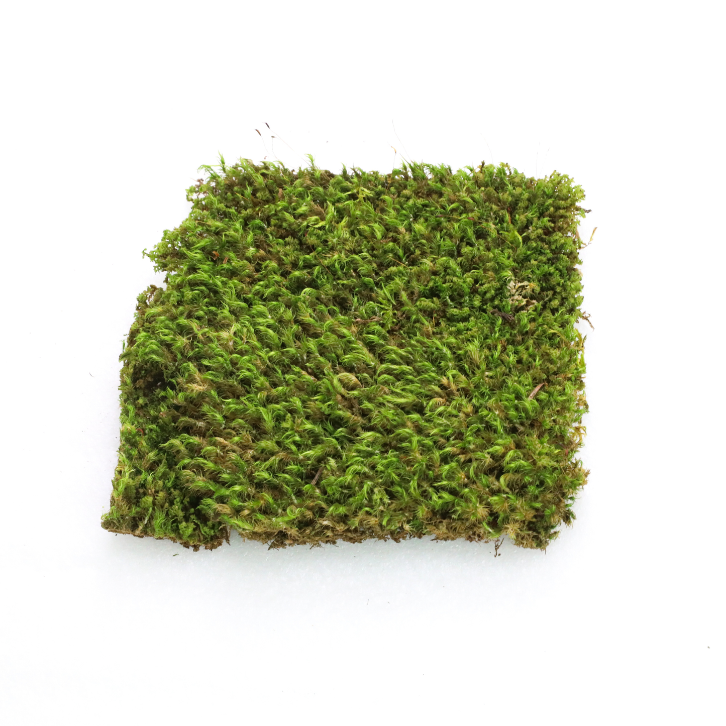 Mossify Mood Moss Live