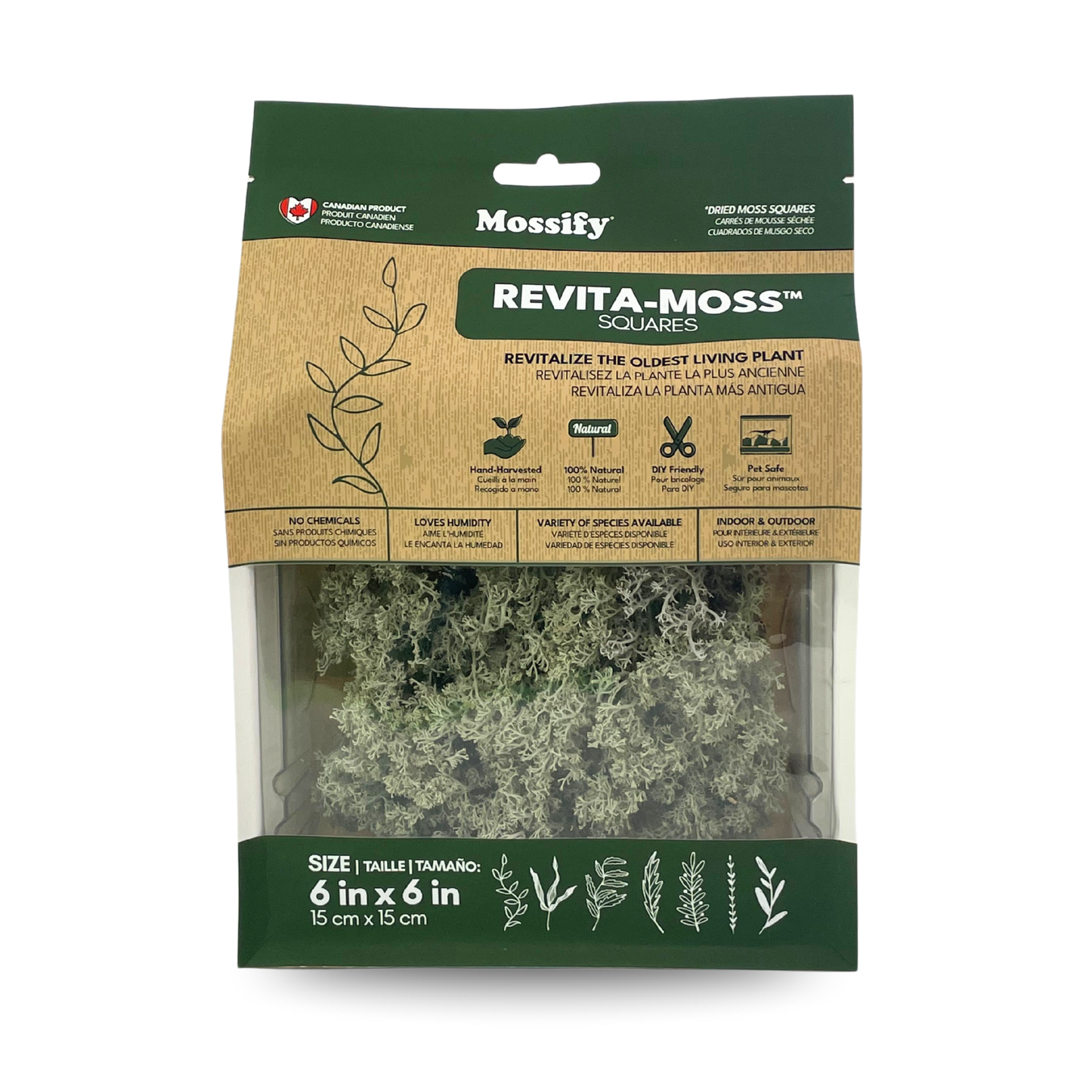 Mossify Lichen Live Moss