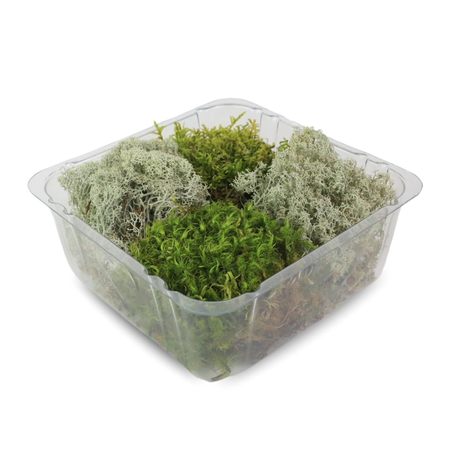 Mossify Revita-Moss 4 Pack Live