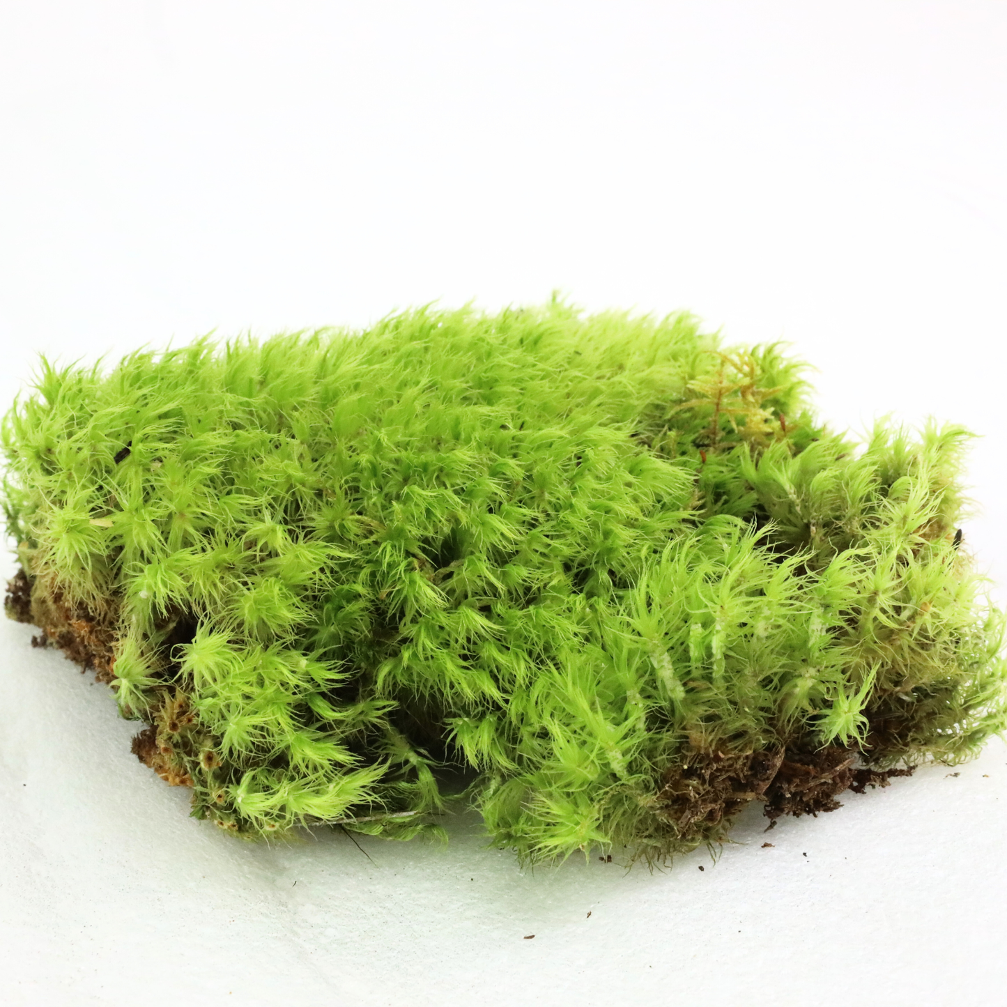 Mossify Mood Moss Live