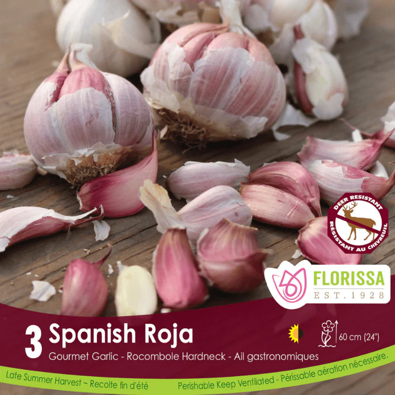 Garlic | Spanish Roja