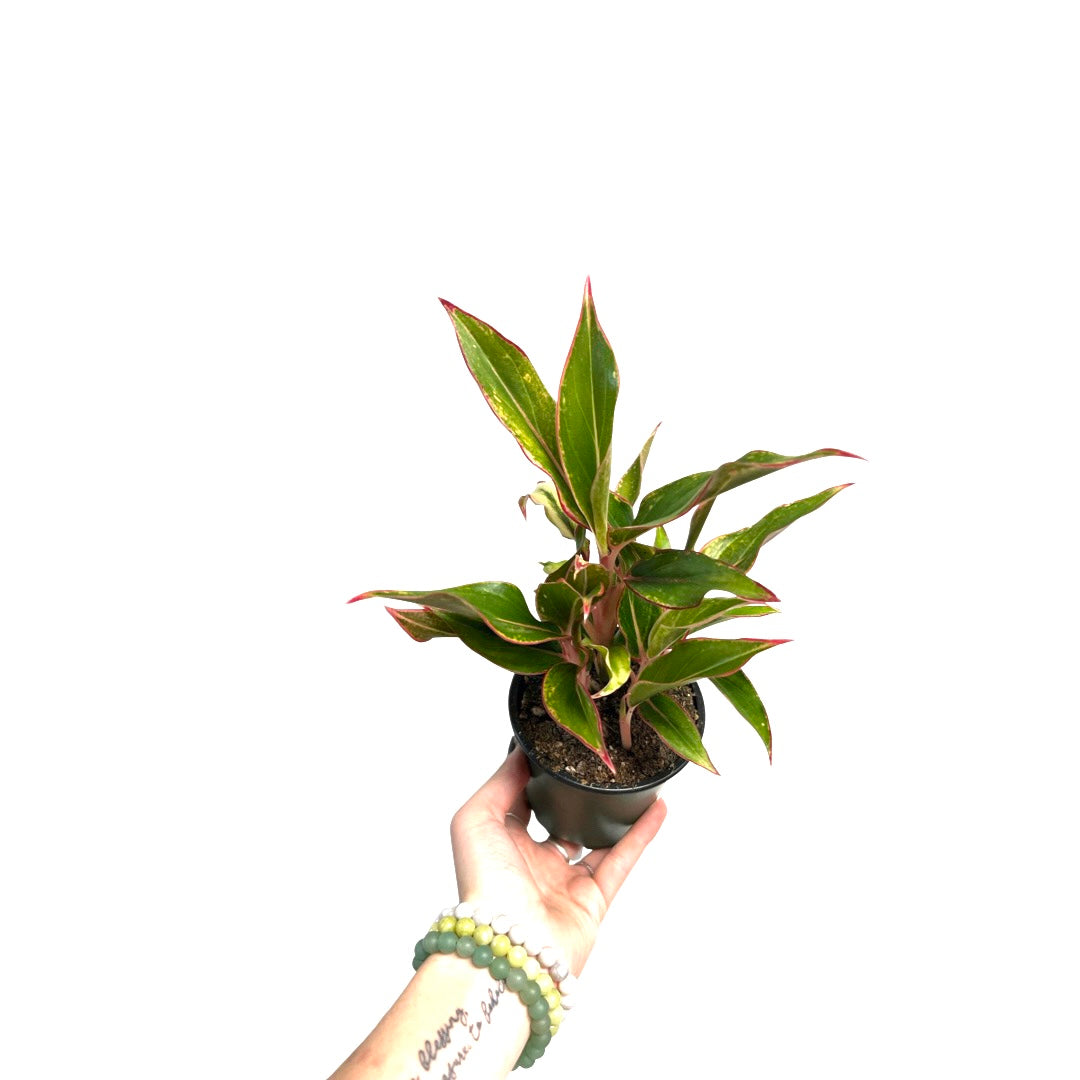 Aglaonema| Red