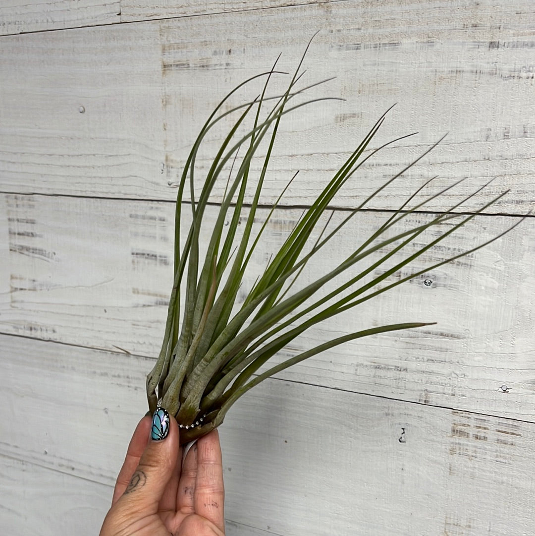 Tillandsia | Fasciculata Tricolour