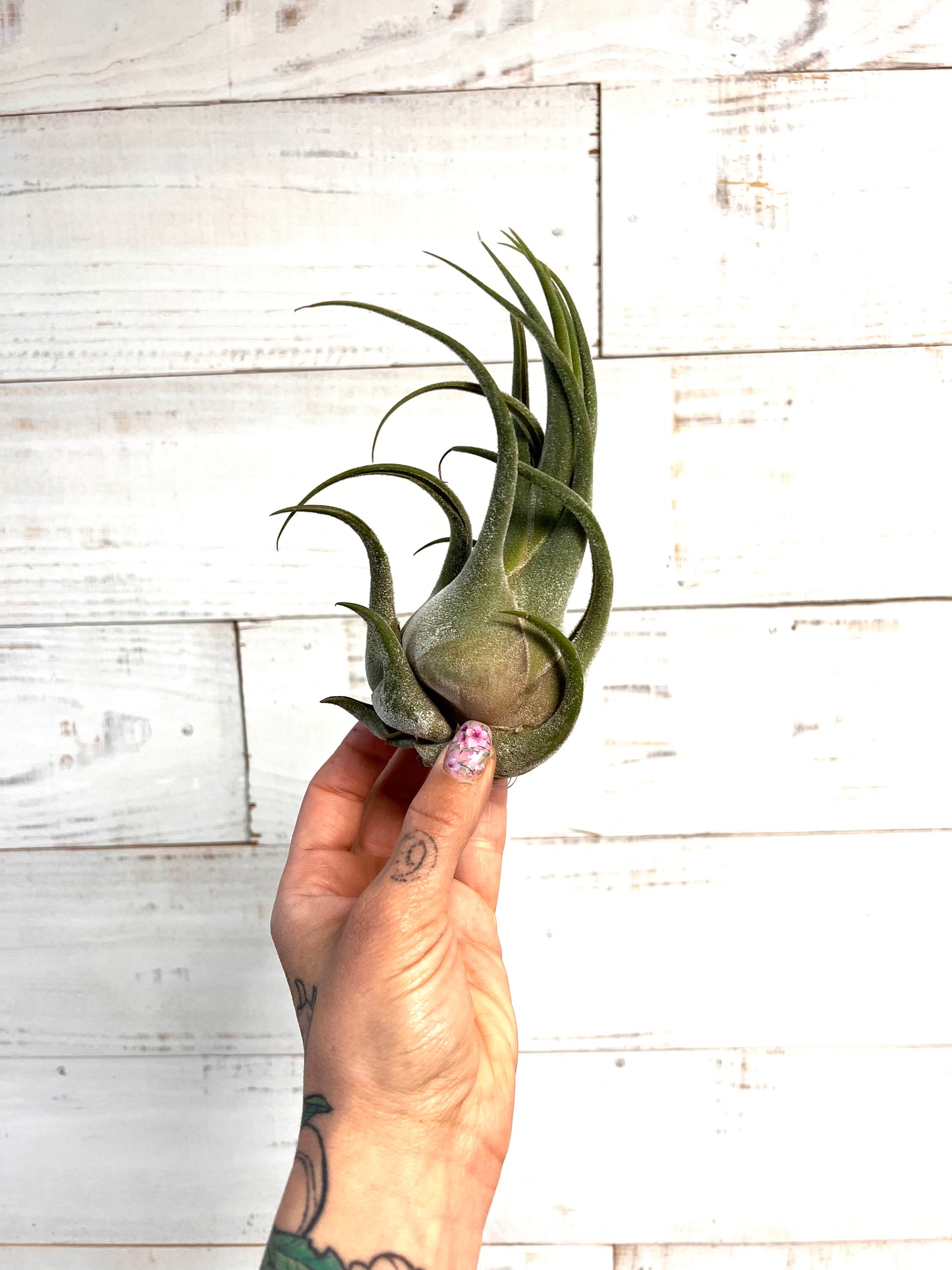 Tillandsia | Seleriana