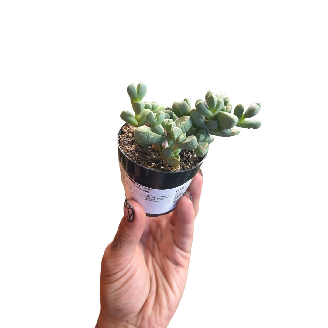 Mimicry Succulent