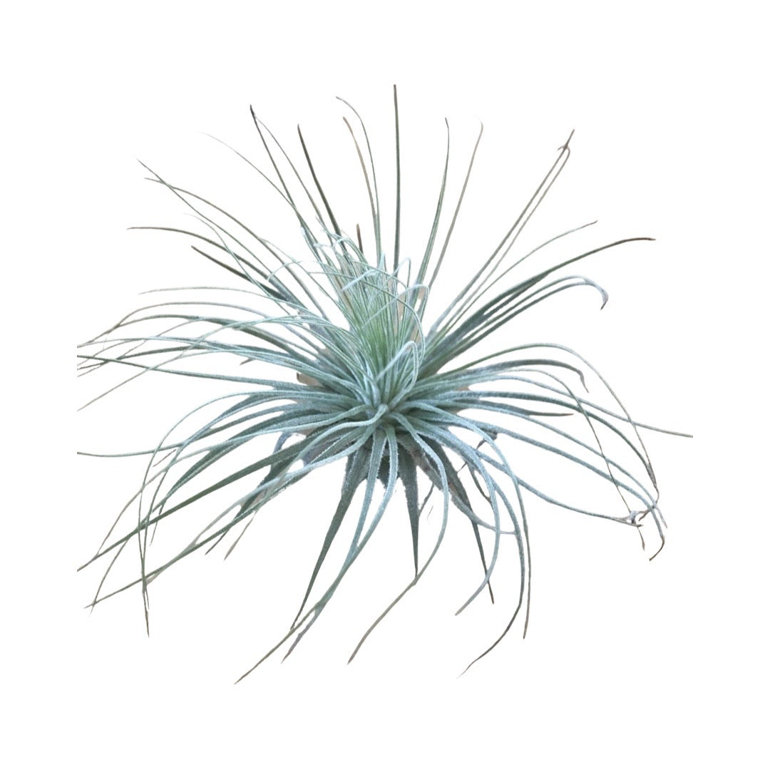 Tillandsia | Magnusiana