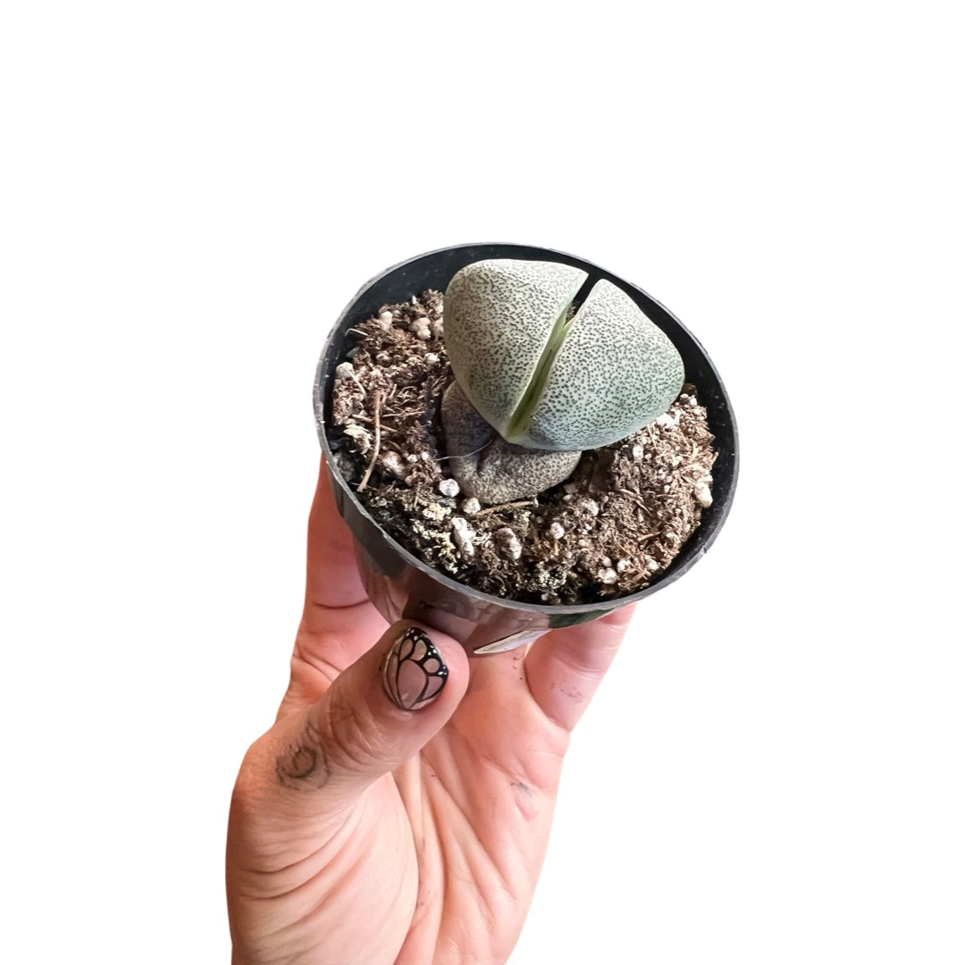 Mimicry Succulent