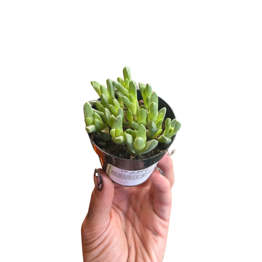 Mimicry Succulent