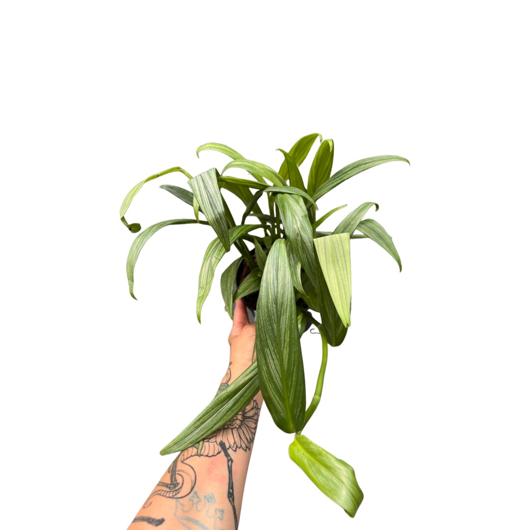 Epipremnum | Amplissimum