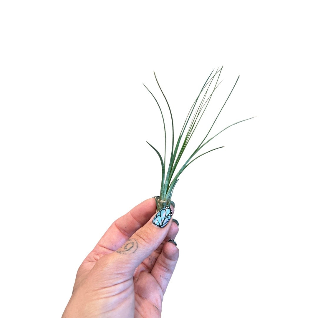 Tillandsia | Juncifolia