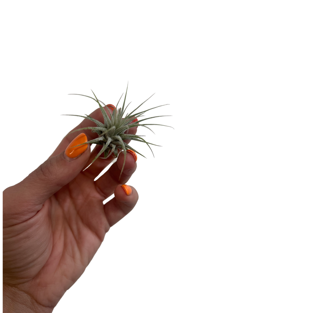 Tillandsia | Brachycaulos multiflora