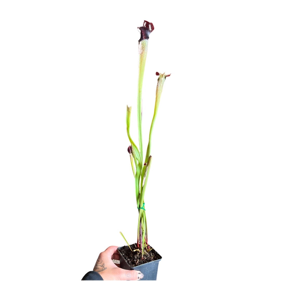 Sarracenia | Alata f. Red Throat x Leucophylla