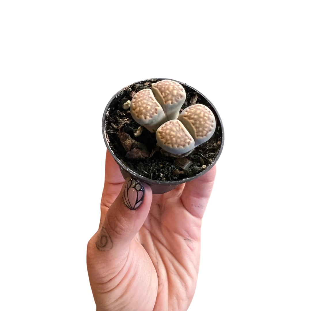 Lithops | Succulents
