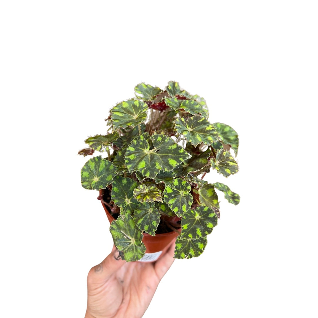 Begonia | Tiger Paw