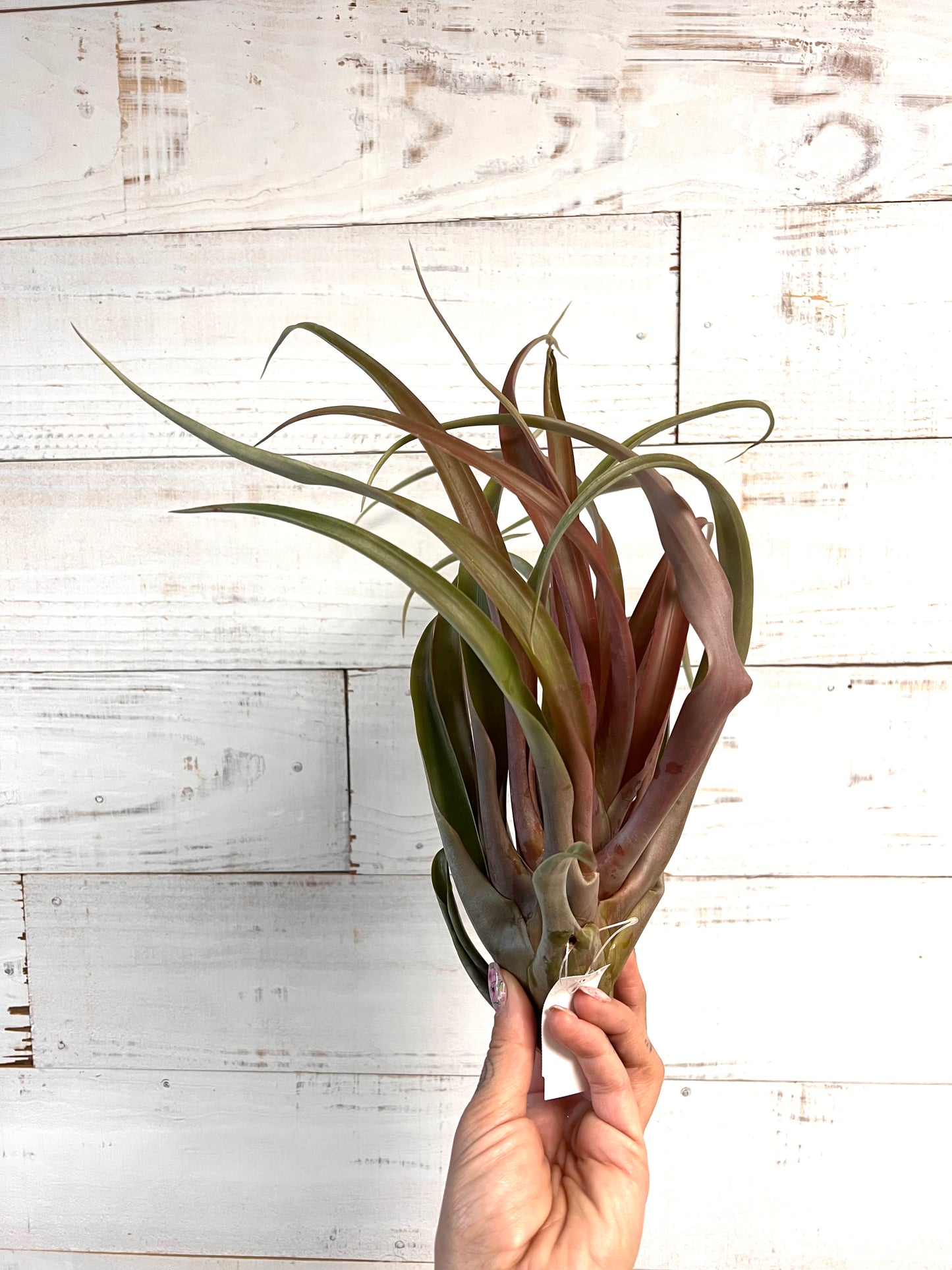 Tillandsia | Capitata Yellow Star 8-10"
