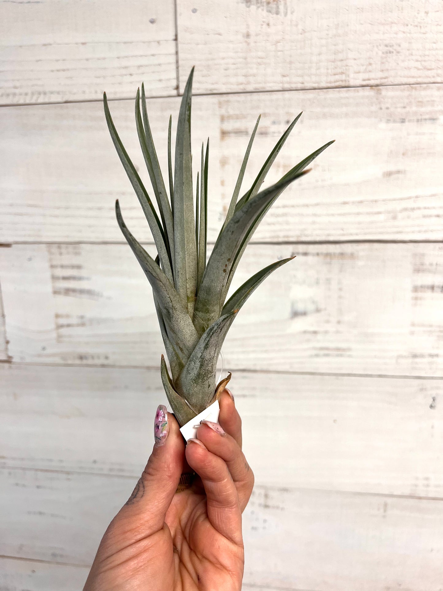 Tillandsia | Fasciculata