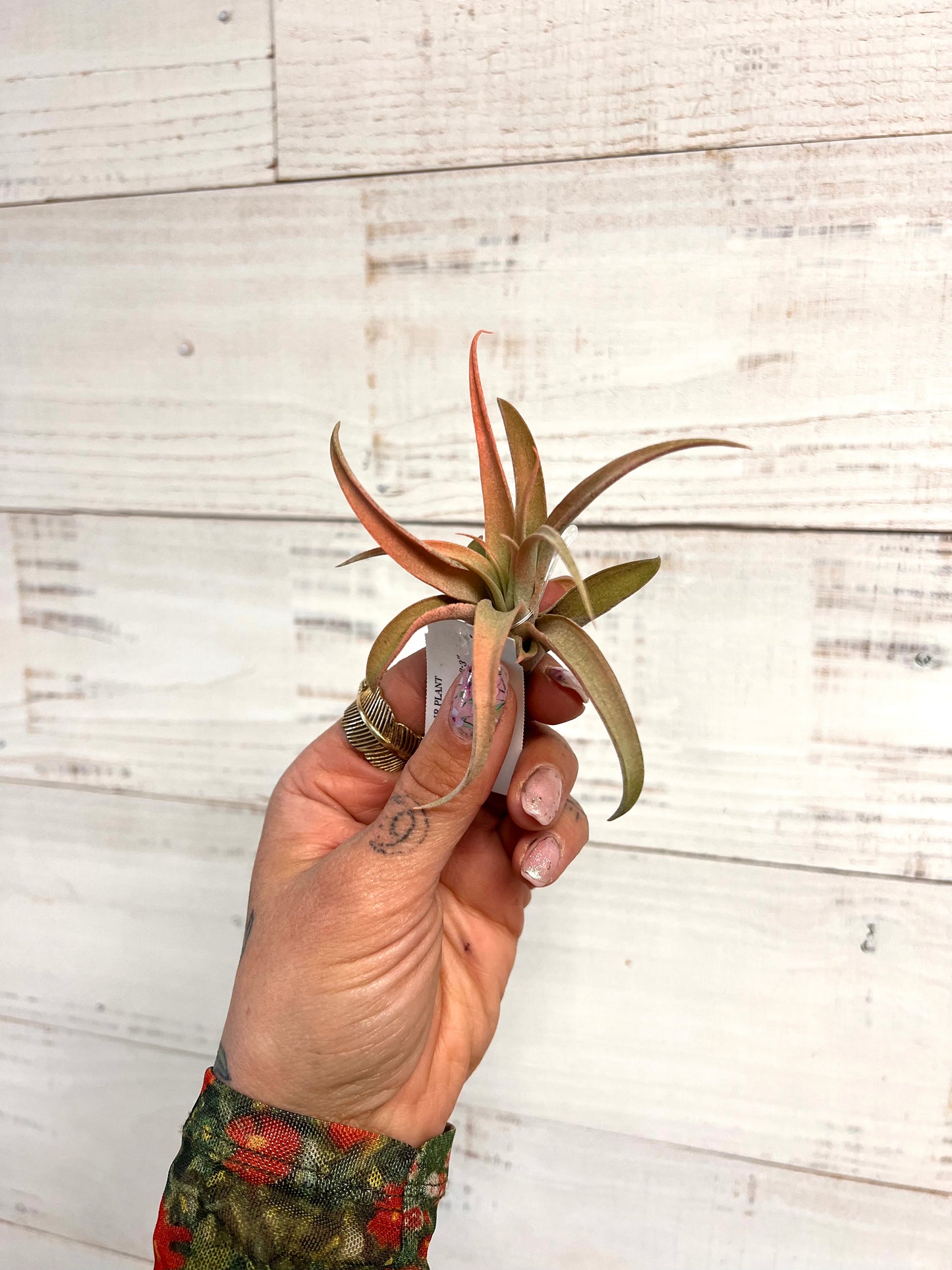 Tillandsia | Capitata Peach