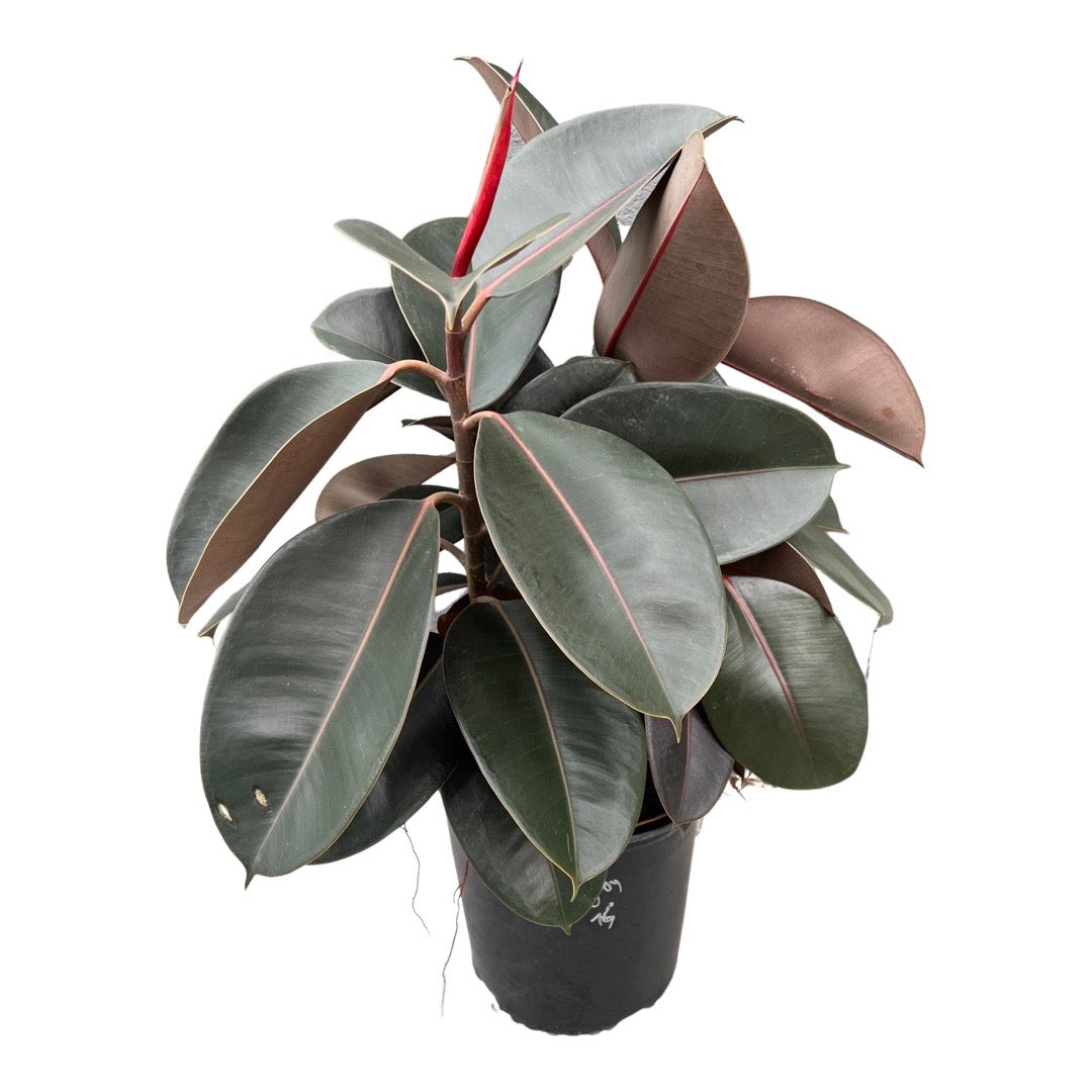 Ficus | Elastica Burgundy