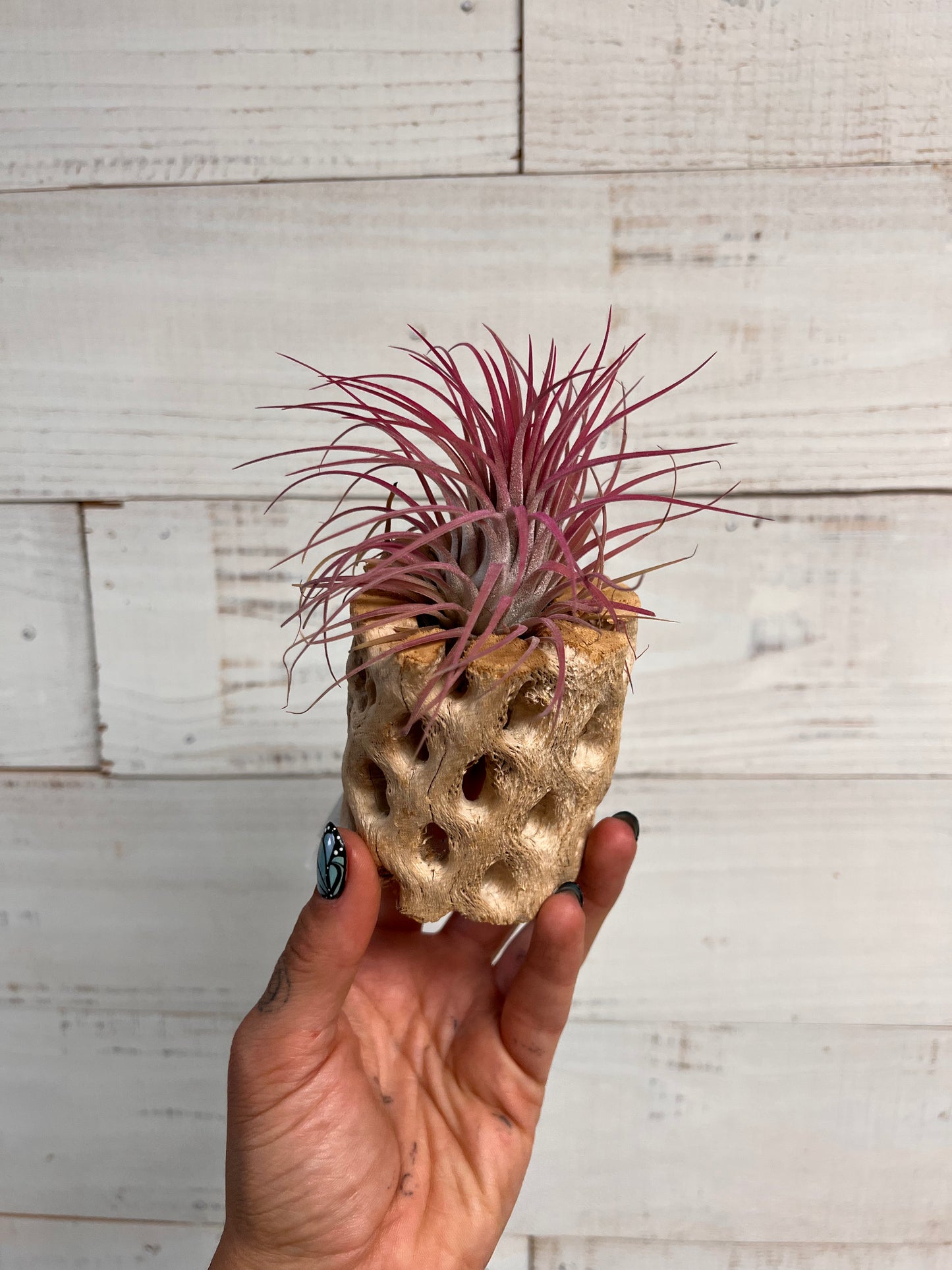 Tillandsia | Plant on Cholla Wood