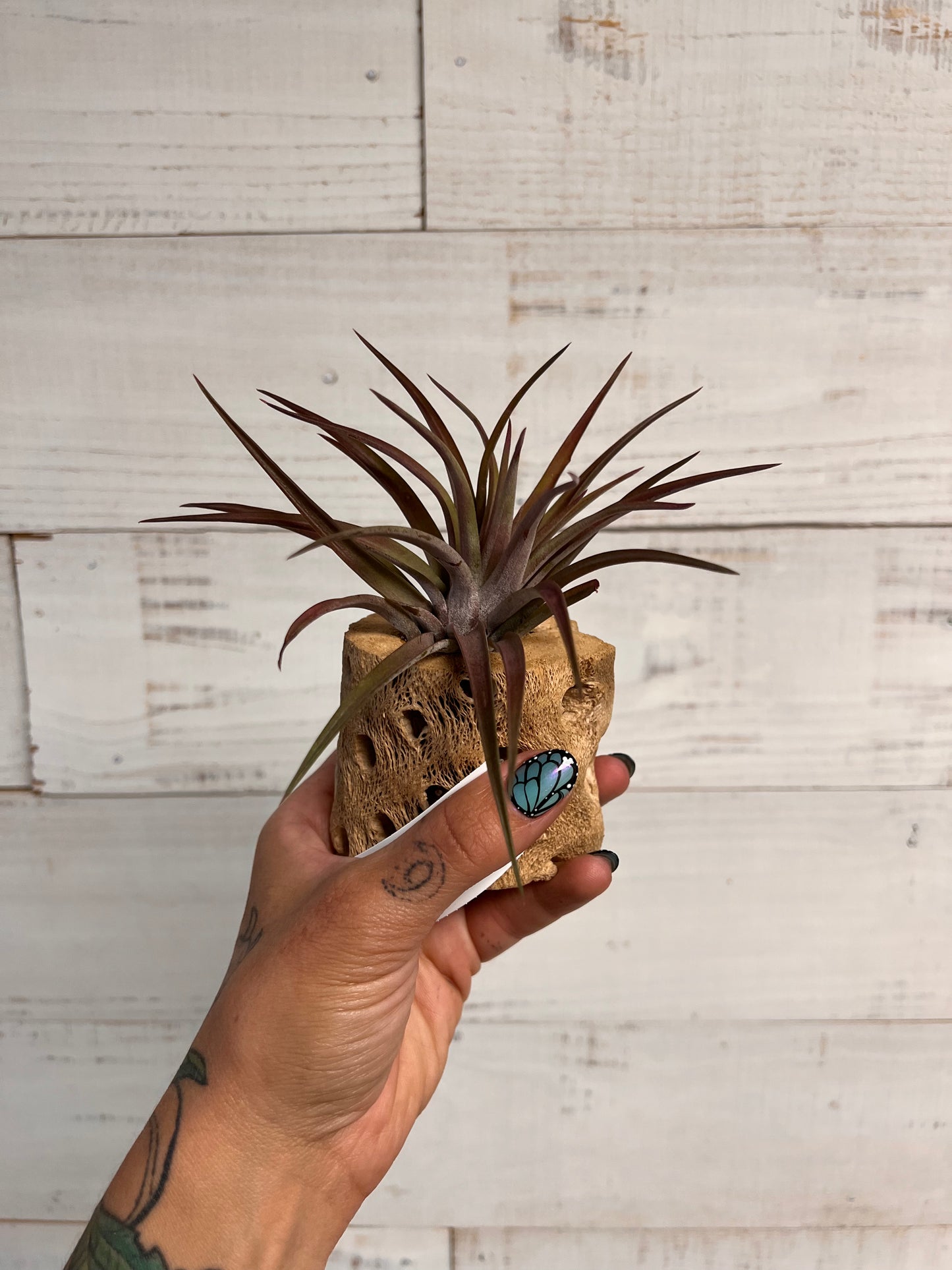 Tillandsia | Plant on Cholla Wood
