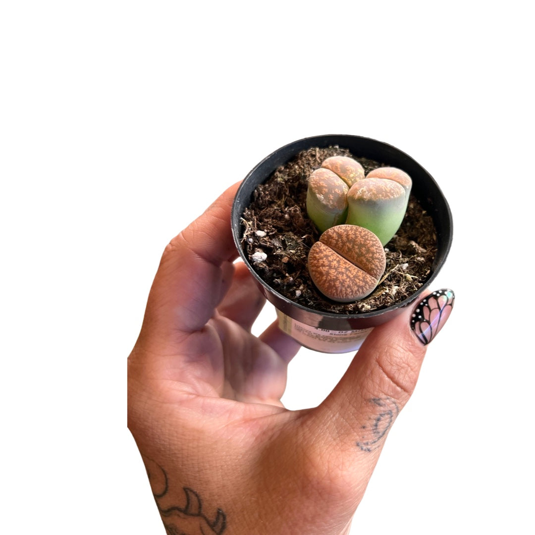 Lithops | Succulents