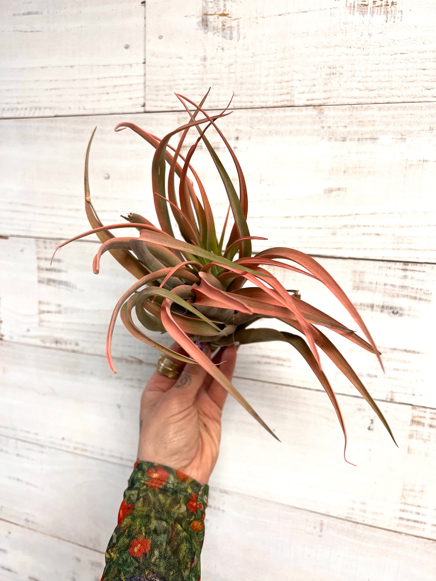 Tillandsia | Capitata Peach