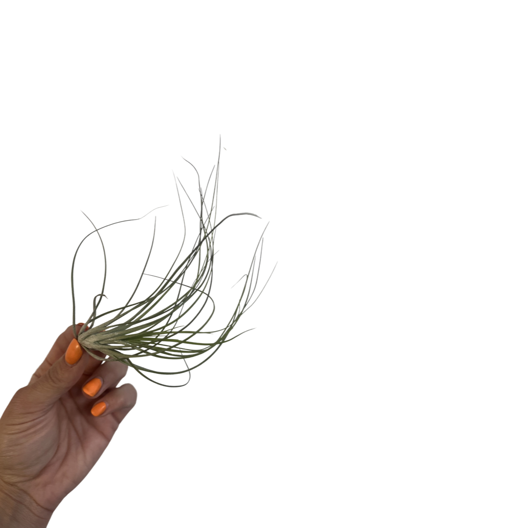 Tillandsia | Brachycaulos multiflora
