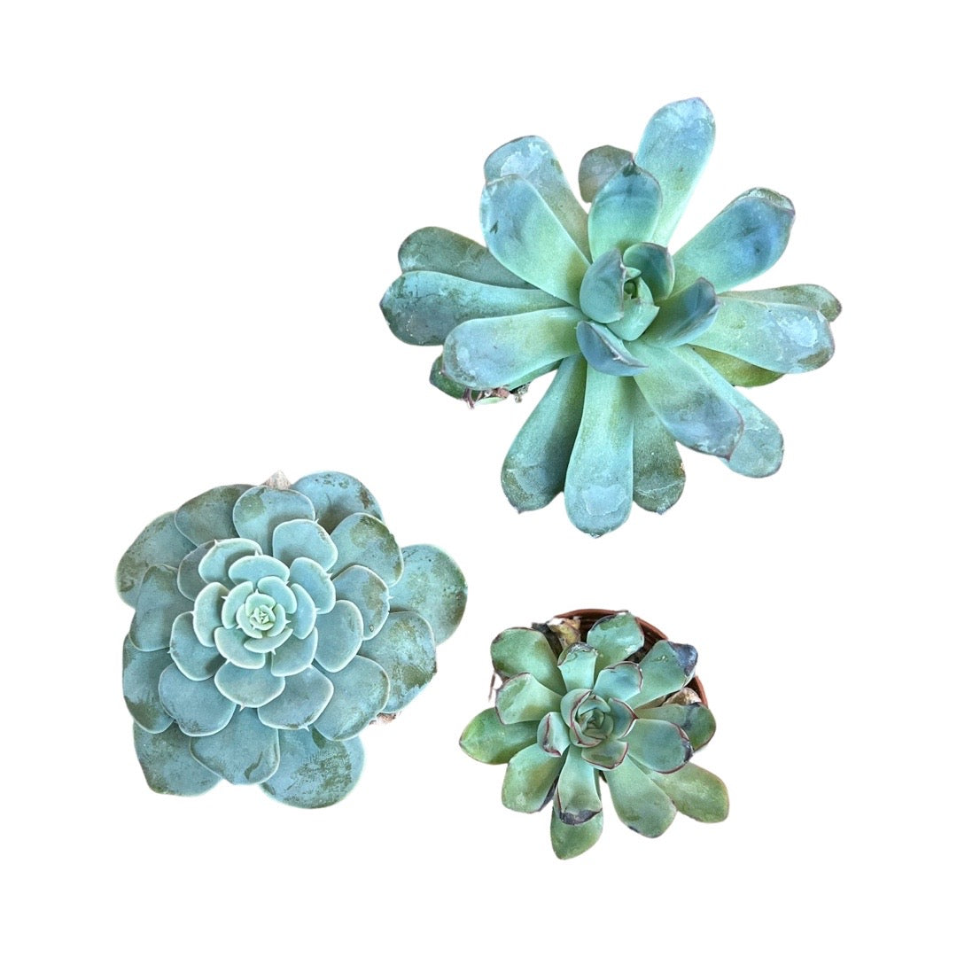 Succulent | Echevaria Mix Species