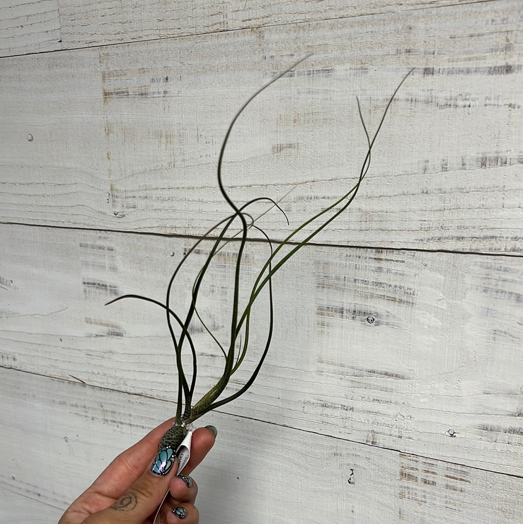 Tillandsia | Butzii