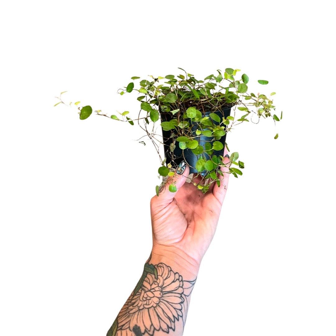 Fern | Maidenhair Vine Muehlenbekia