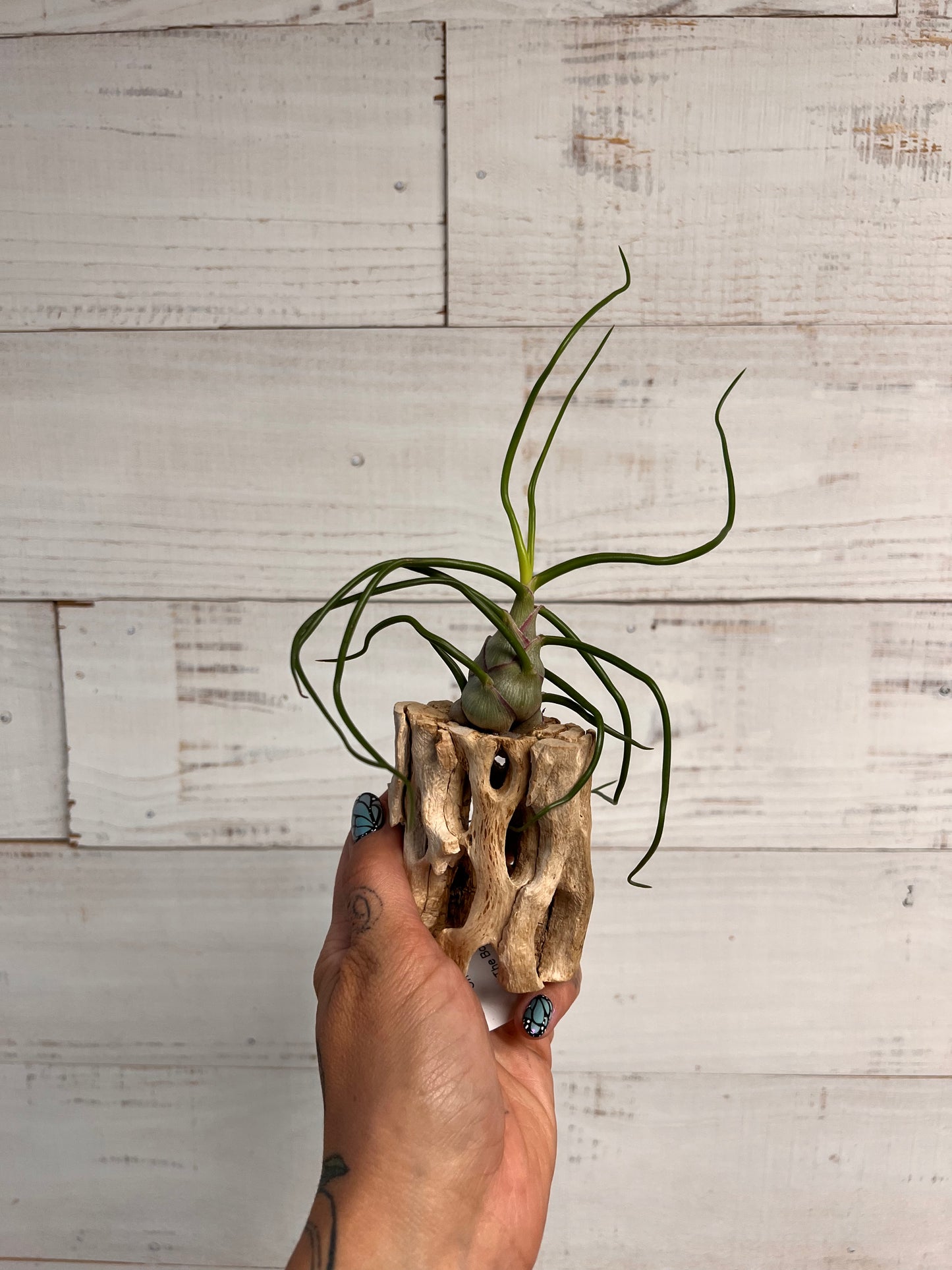 Tillandsia | Plant on Cholla Wood