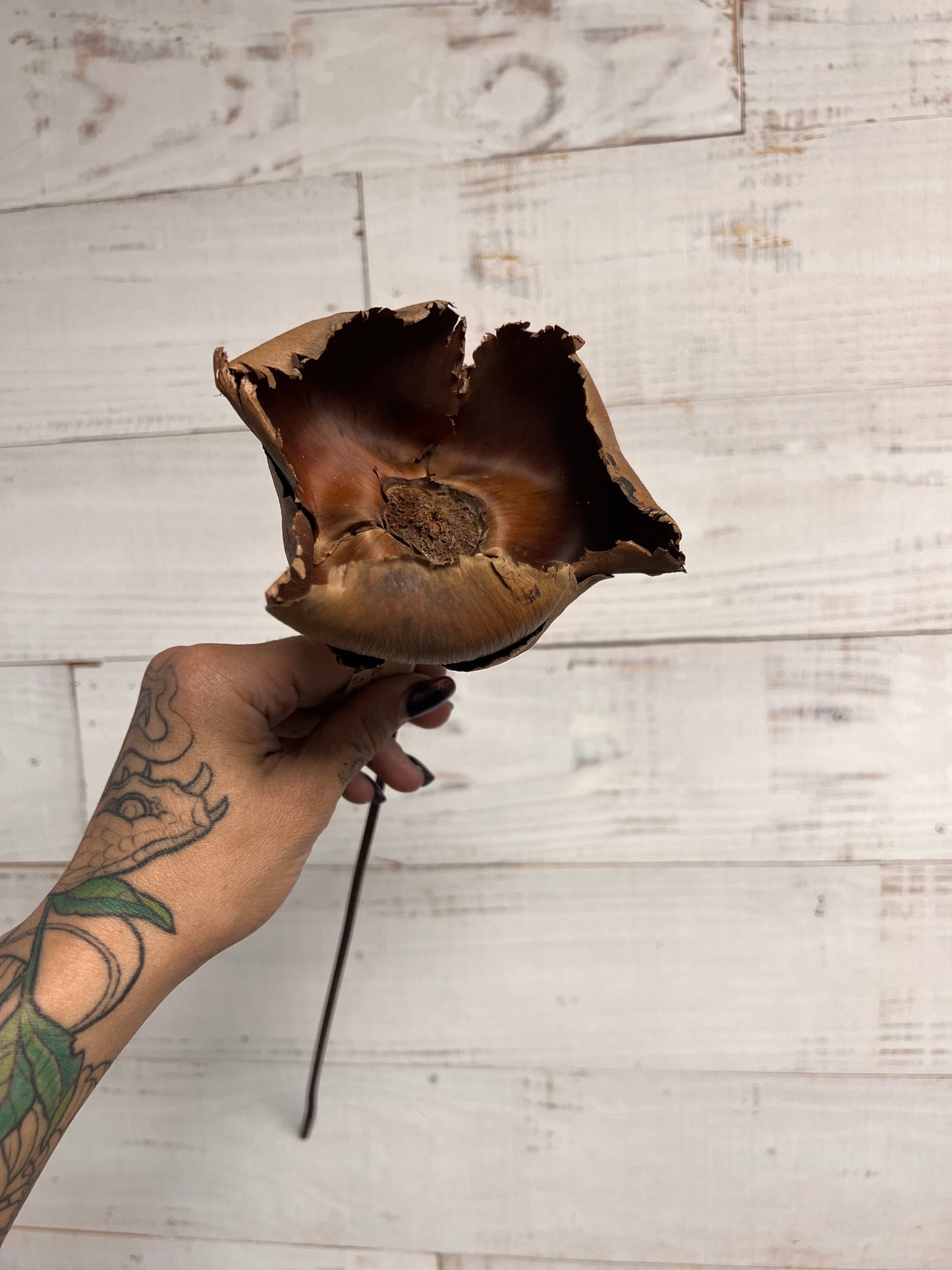 Dried & Preserved Floral | Palm Reed Top