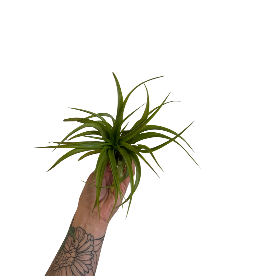 Tillandsia | Brachycaulos multiflora