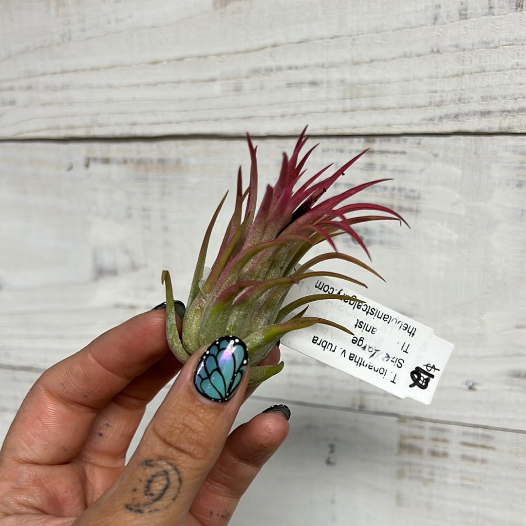 Tillandsia | Ionantha Rubra