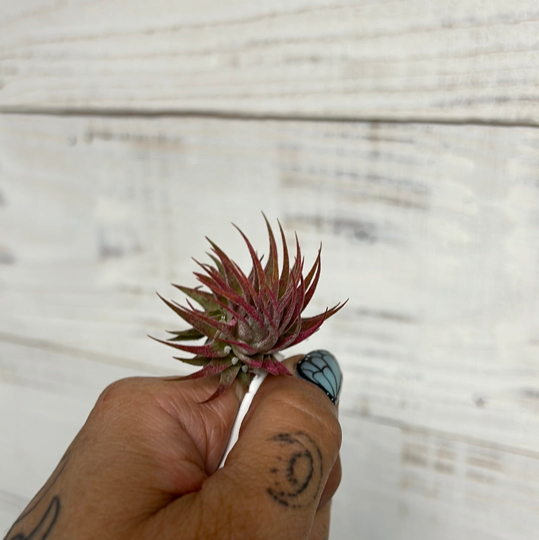 Tillandsia | Ionantha Rubra